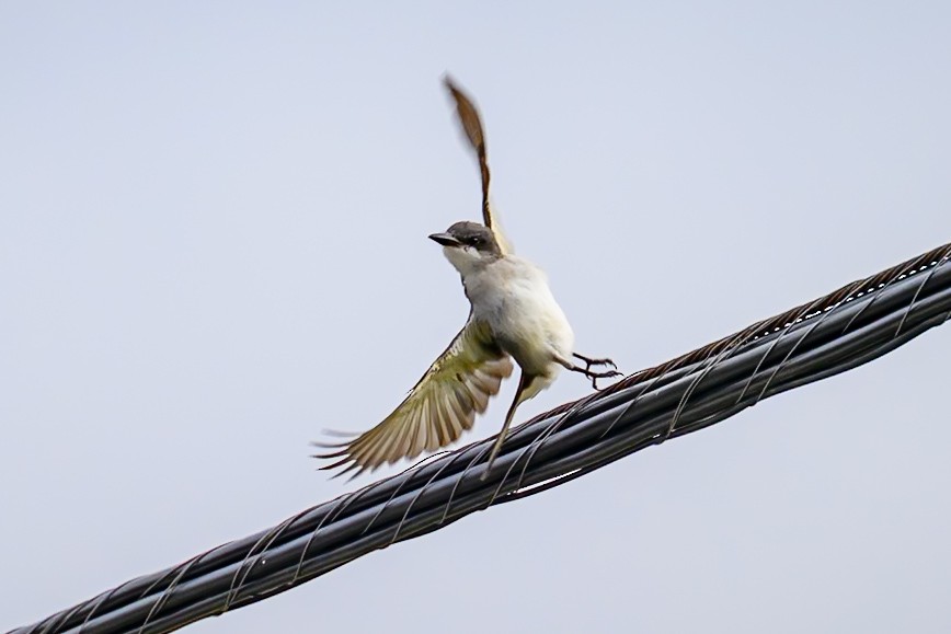 Gray Kingbird - ML644243519