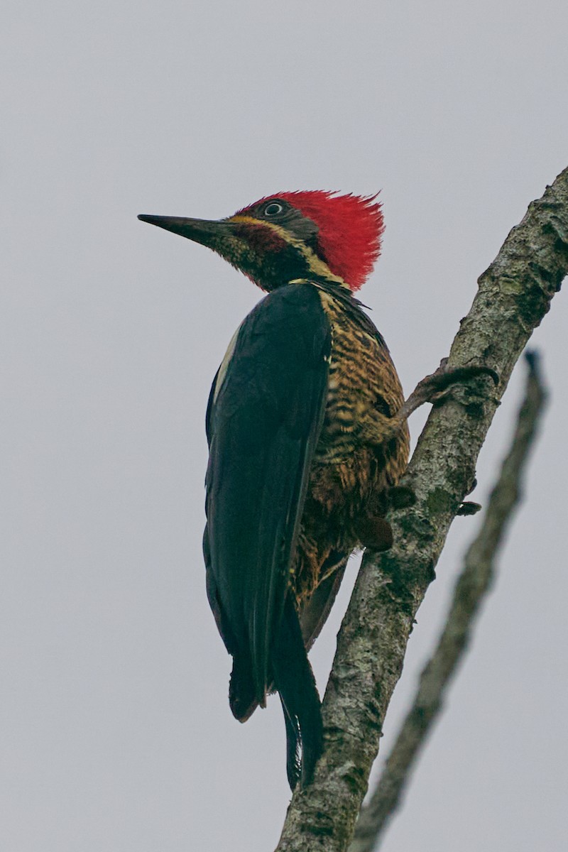 Lineated Woodpecker - ML644243521