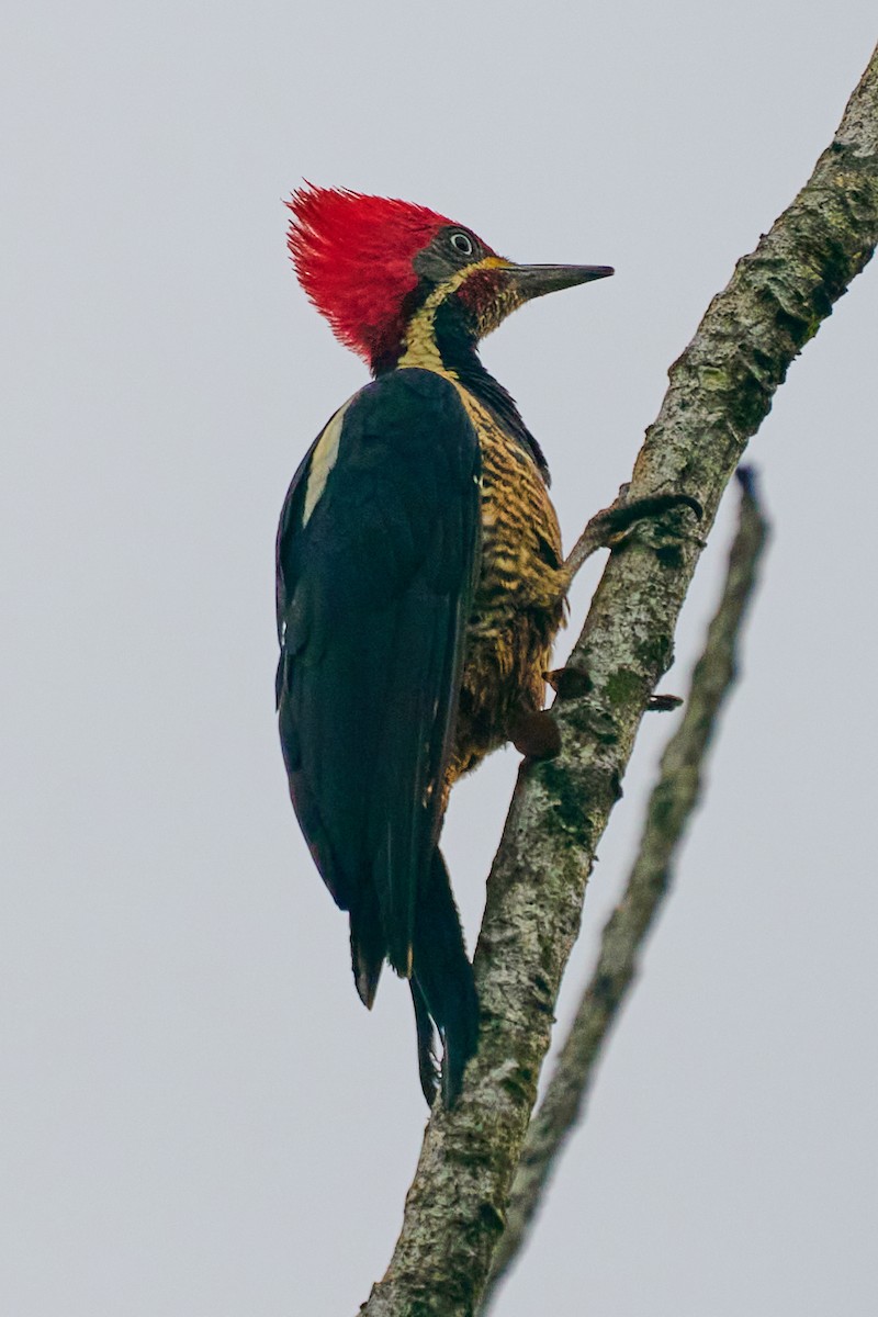 Lineated Woodpecker - ML644243522