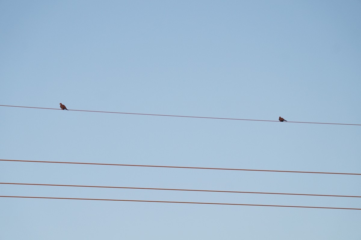 Mourning Dove - ML644243523