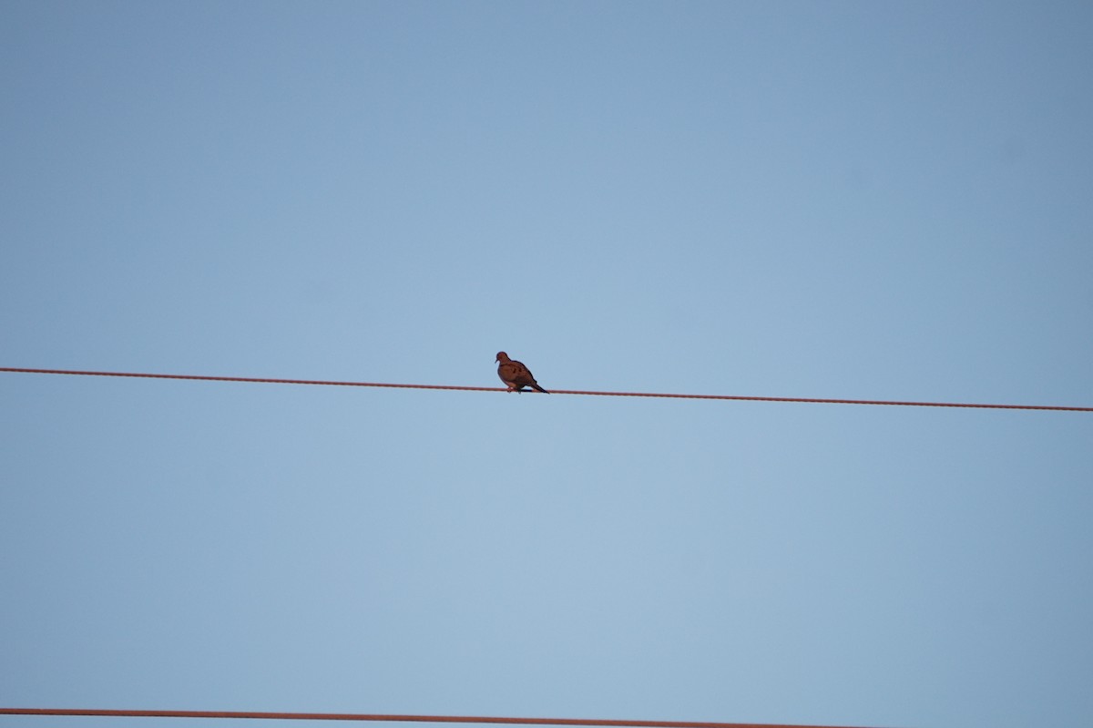 Mourning Dove - ML644243524