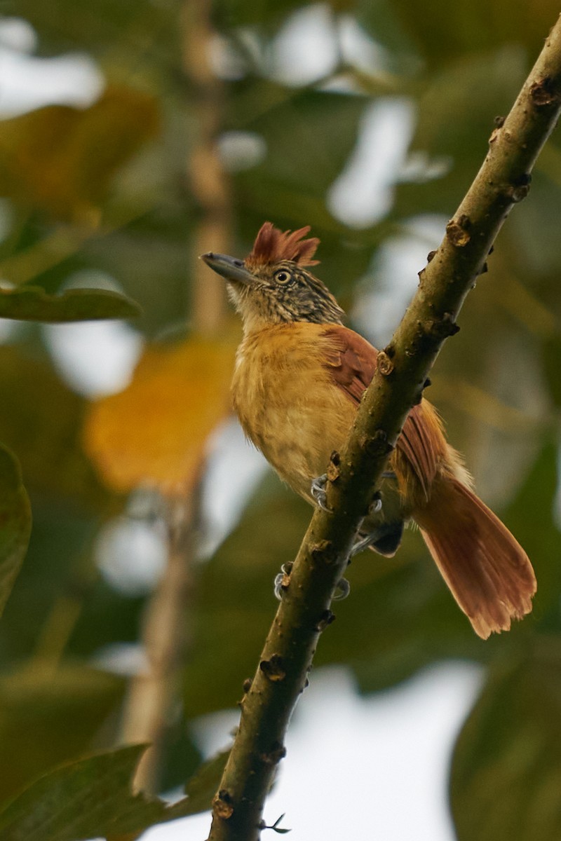 Чернополосый колючник - ML644243531