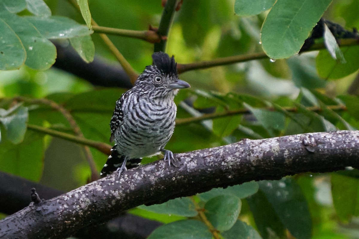 Чернополосый колючник - ML644243532