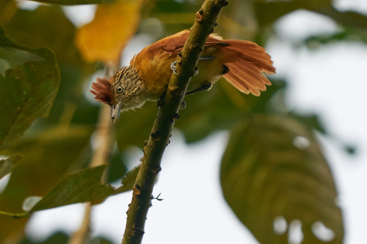 Чернополосый колючник - ML644243533