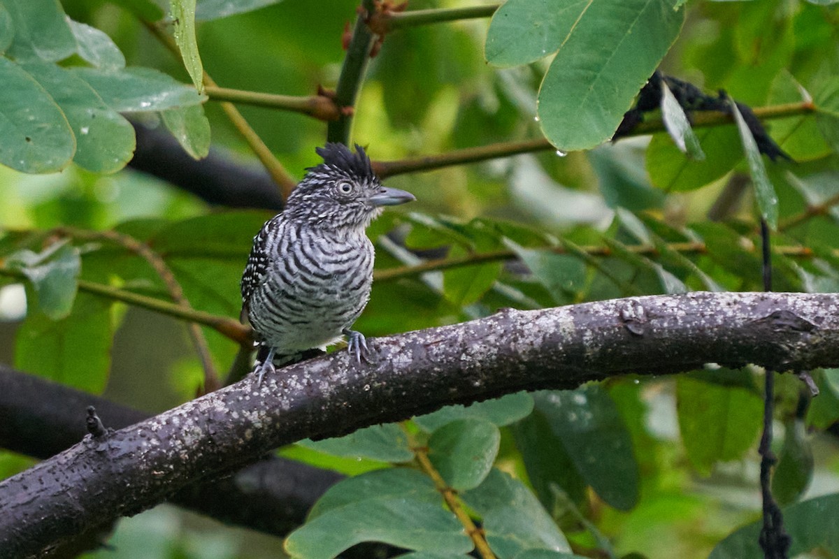 Чернополосый колючник - ML644243534