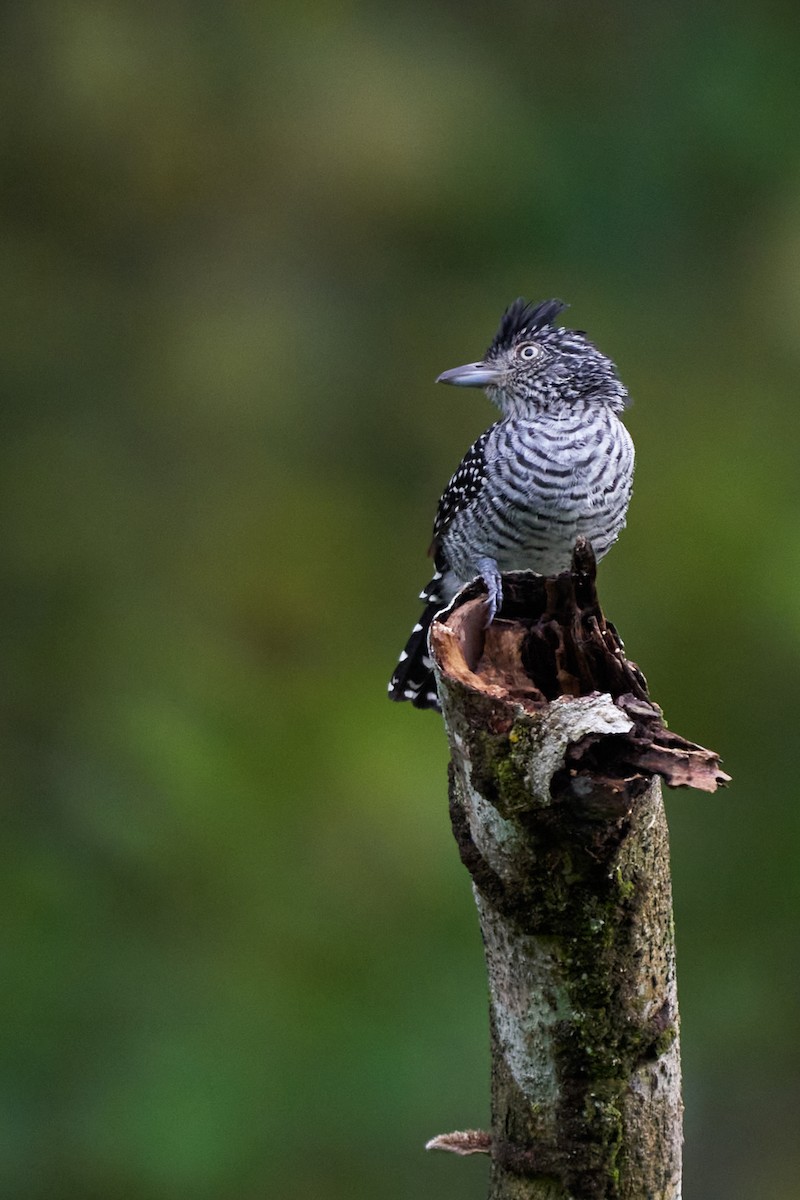 Чернополосый колючник - ML644243535