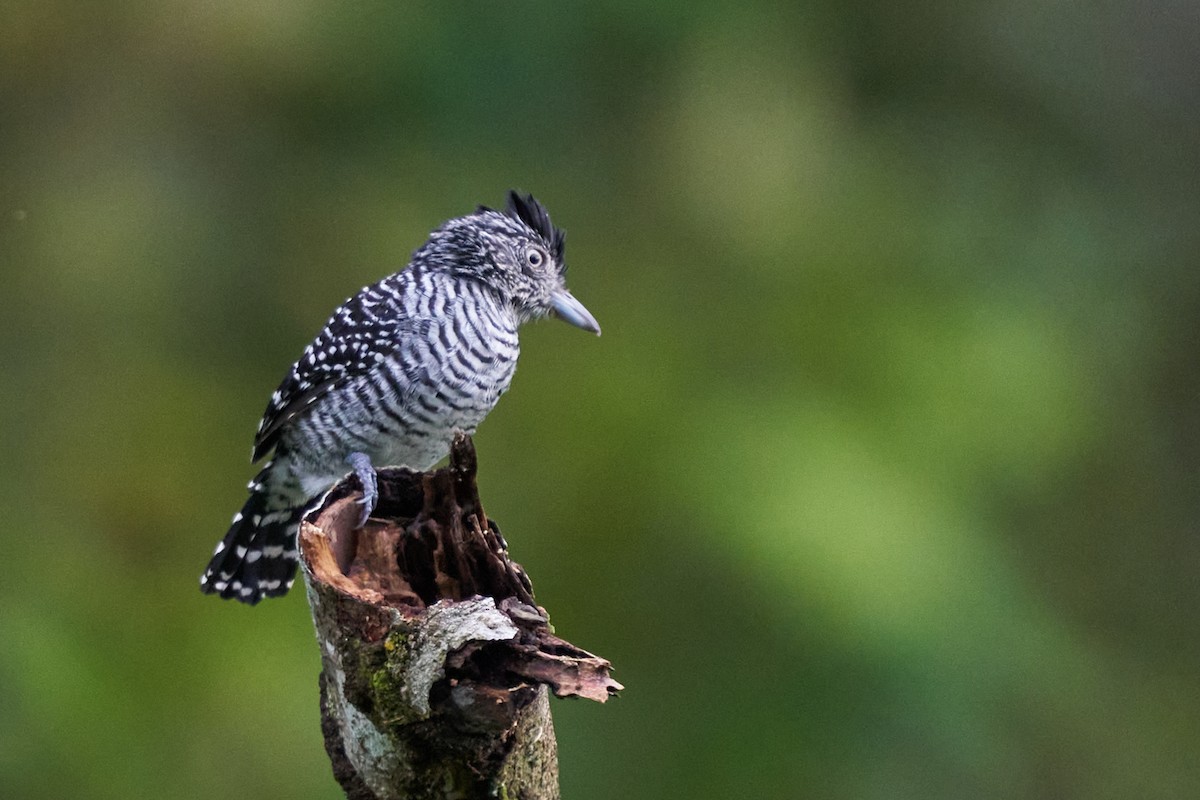 Чернополосый колючник - ML644243536