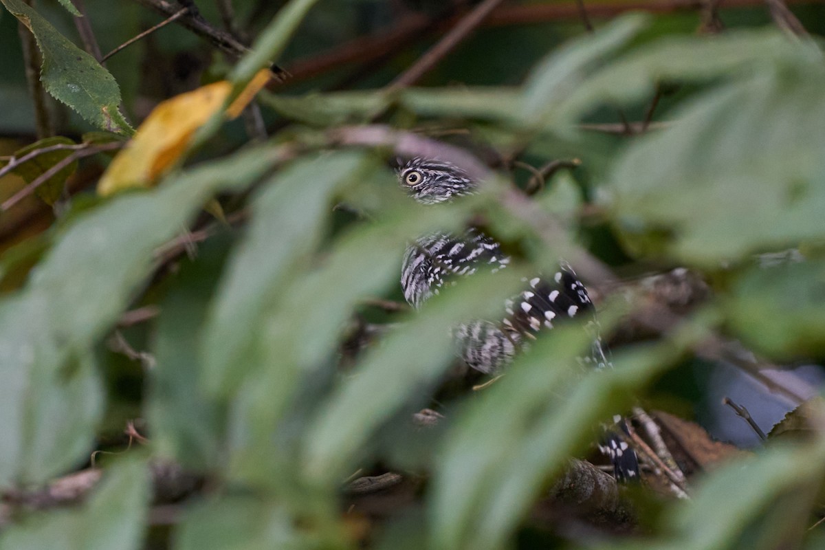 Чернополосый колючник - ML644243537