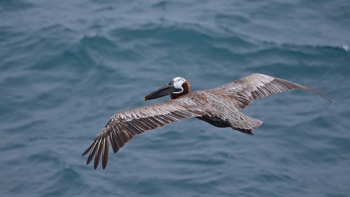 Brown Pelican (Galapagos) - ML644243550