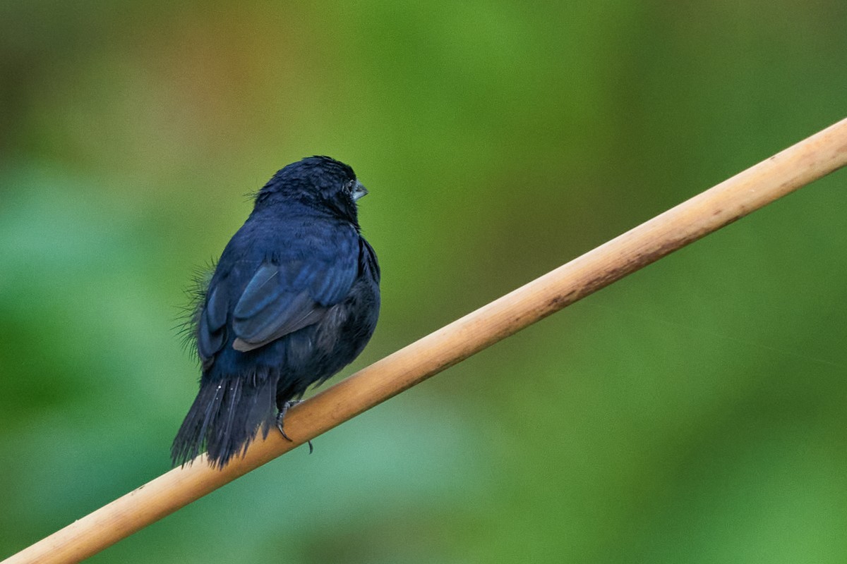 Якарина - ML644243566