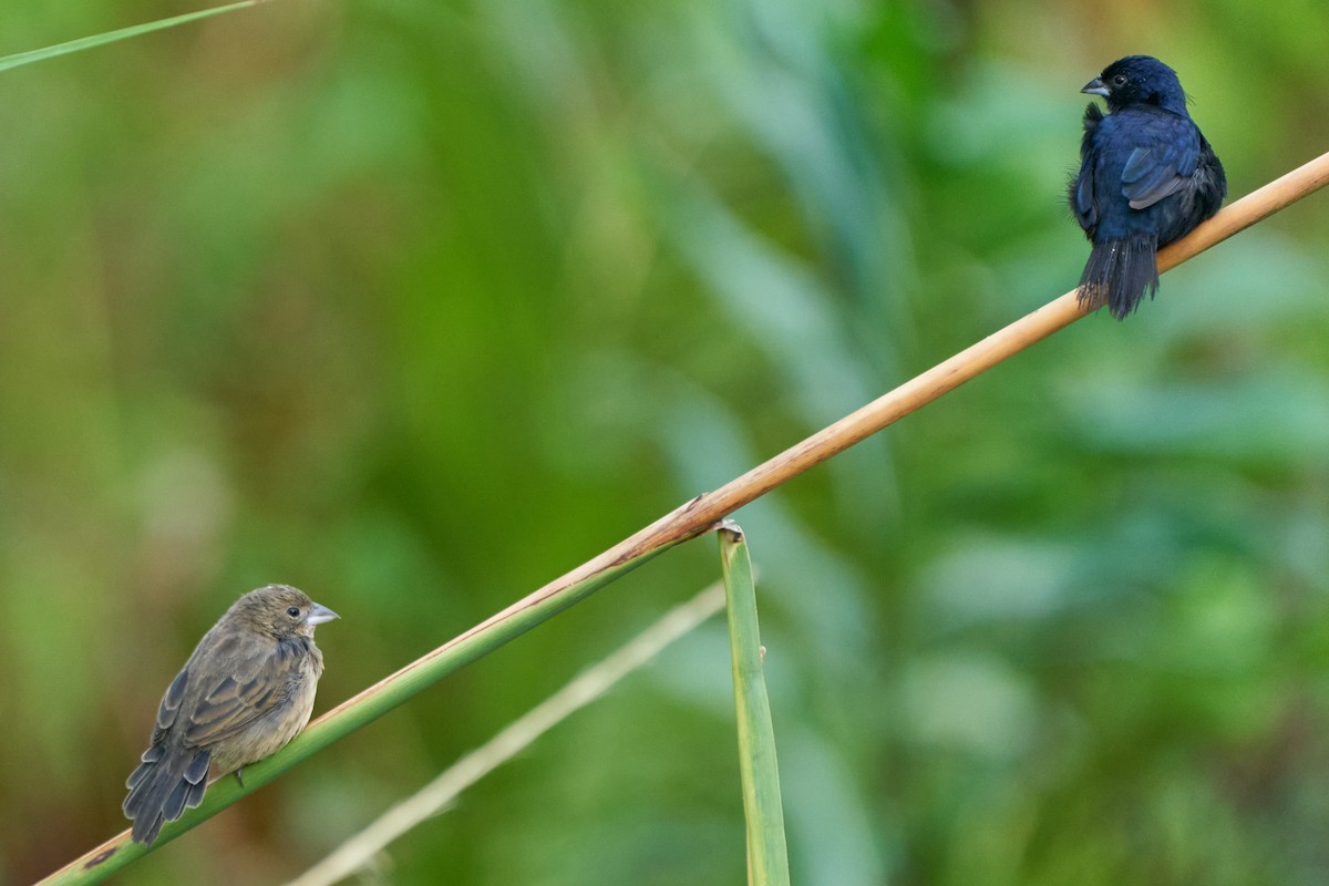 Якарина - ML644243567