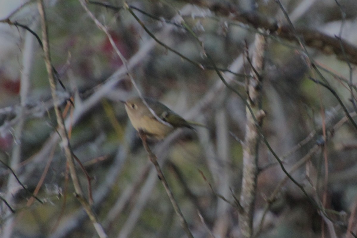 králíček americký - ML644243611