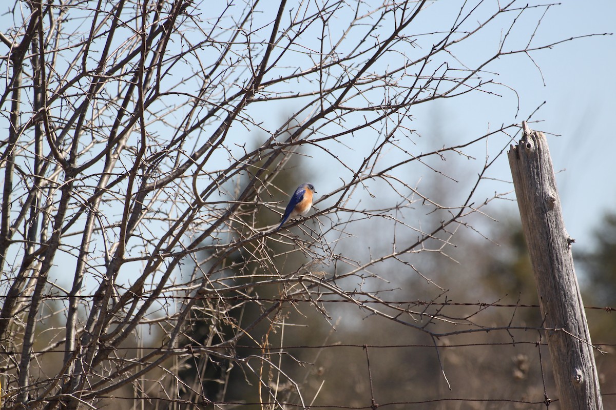 Azulejo Oriental - ML644243615