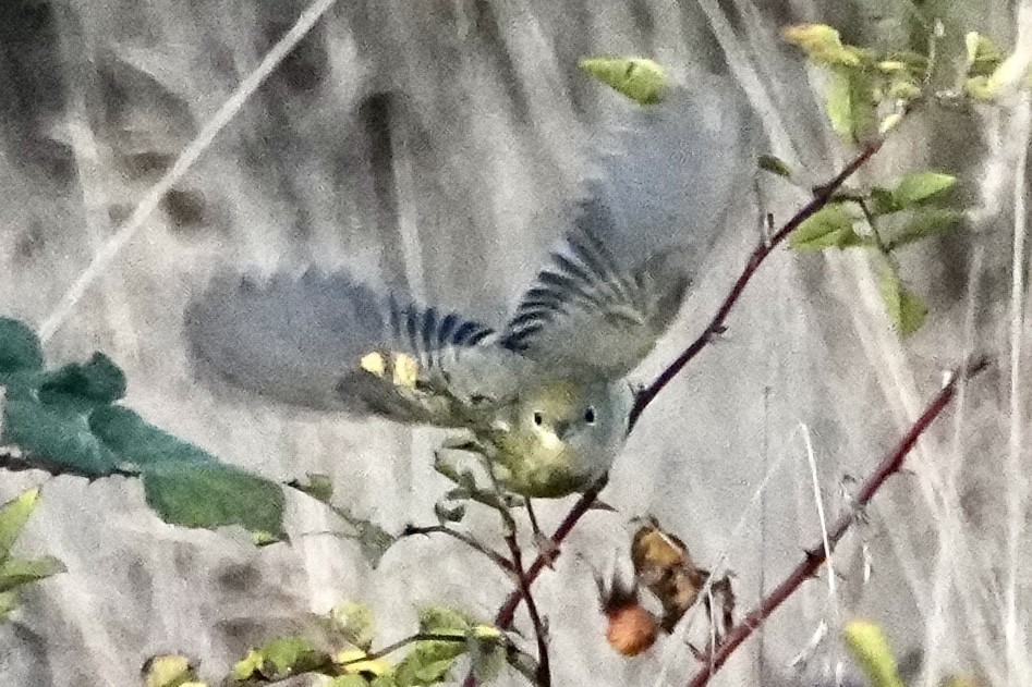 Northern/Mangrove Yellow Warbler - ML644243632