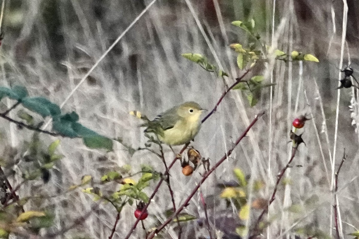 Northern/Mangrove Yellow Warbler - ML644243633