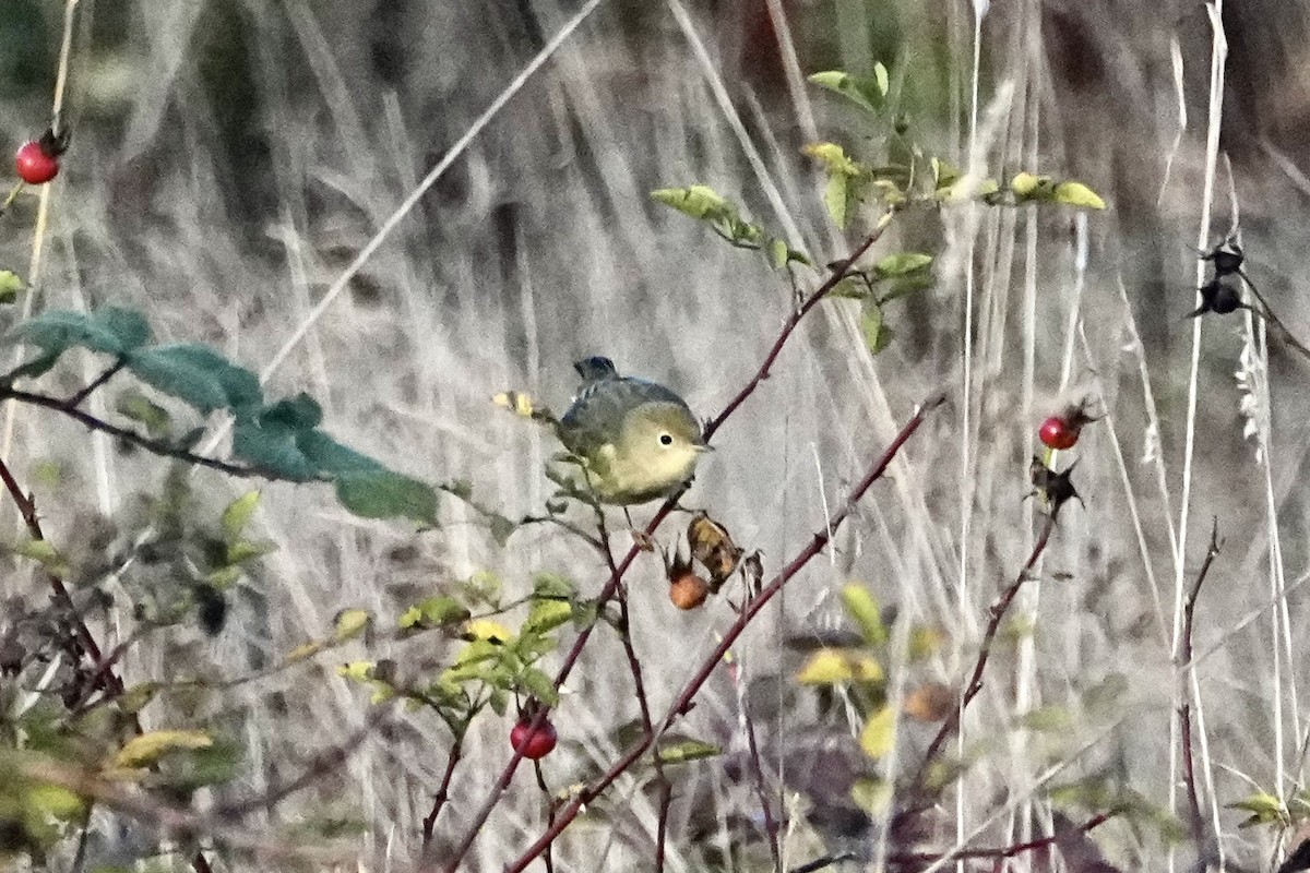 Northern/Mangrove Yellow Warbler - ML644243634