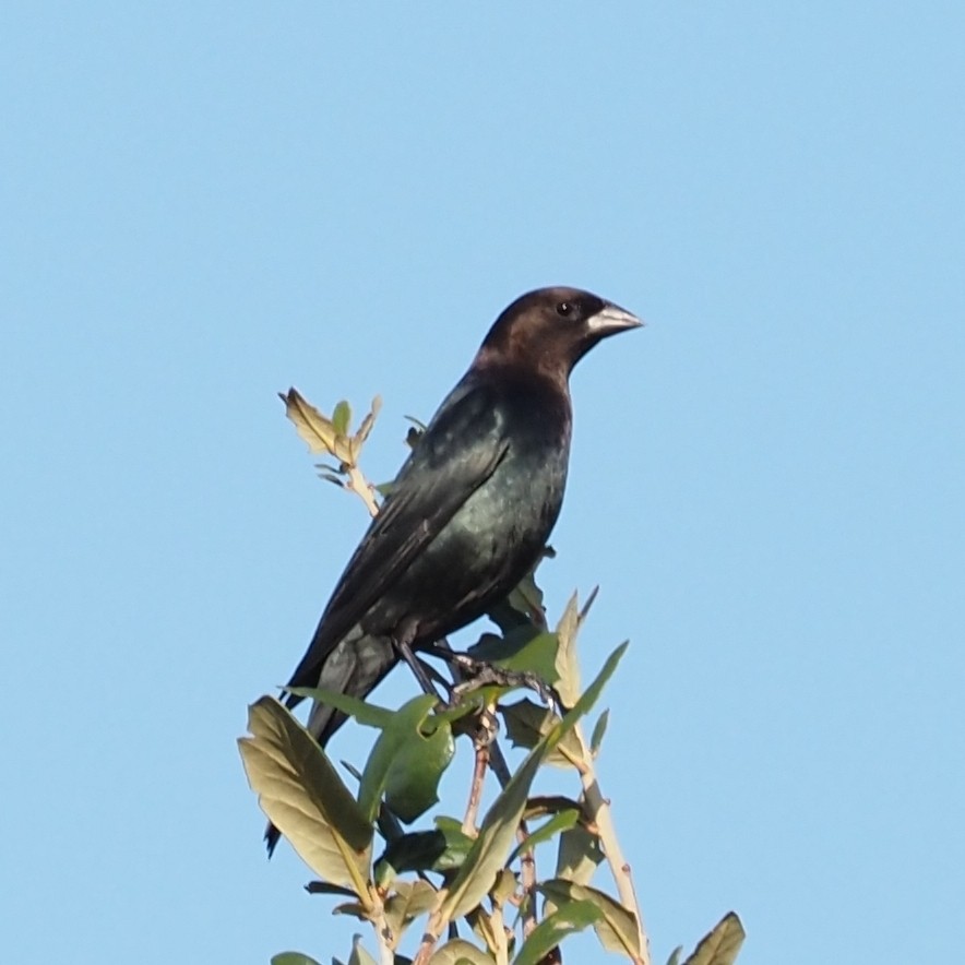 brunhodetrupial - ML644243637