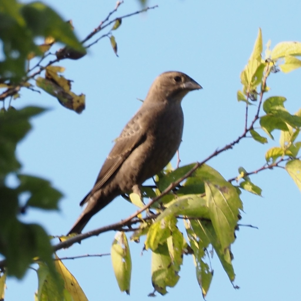 brunhodetrupial - ML644243638