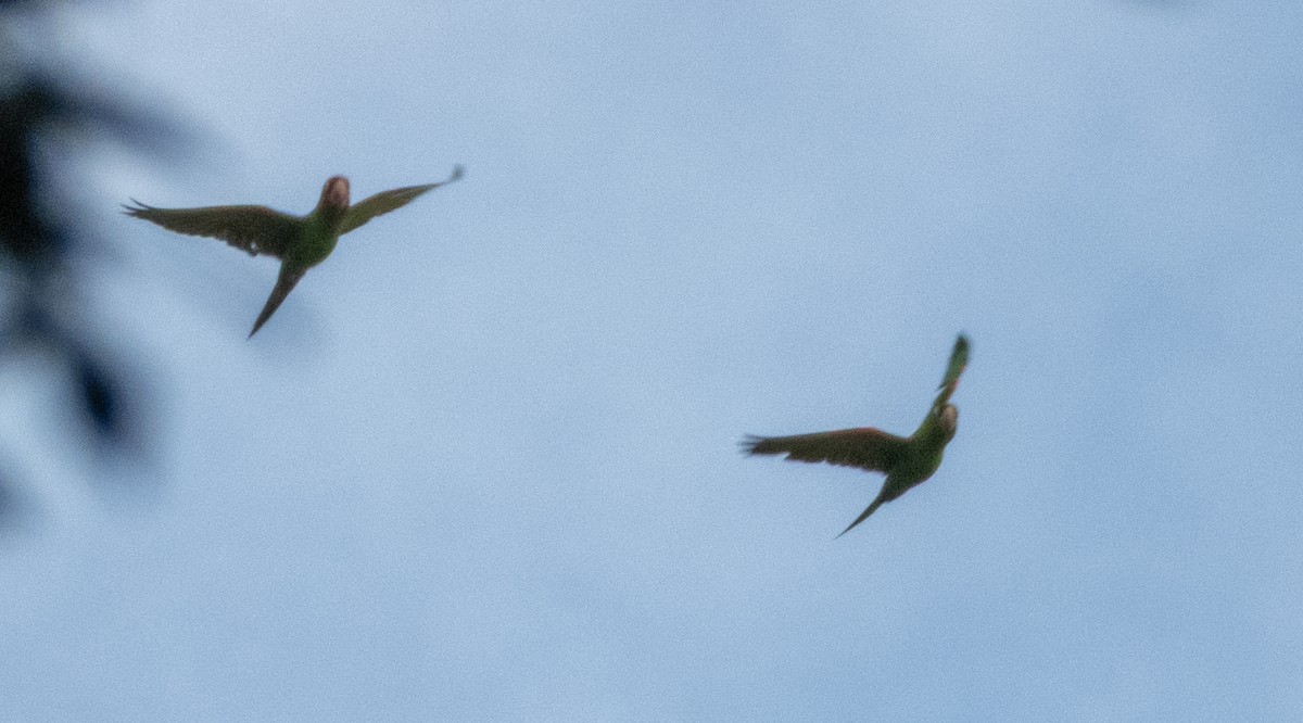 ML644243642 - Red-masked Parakeet - Macaulay Library
