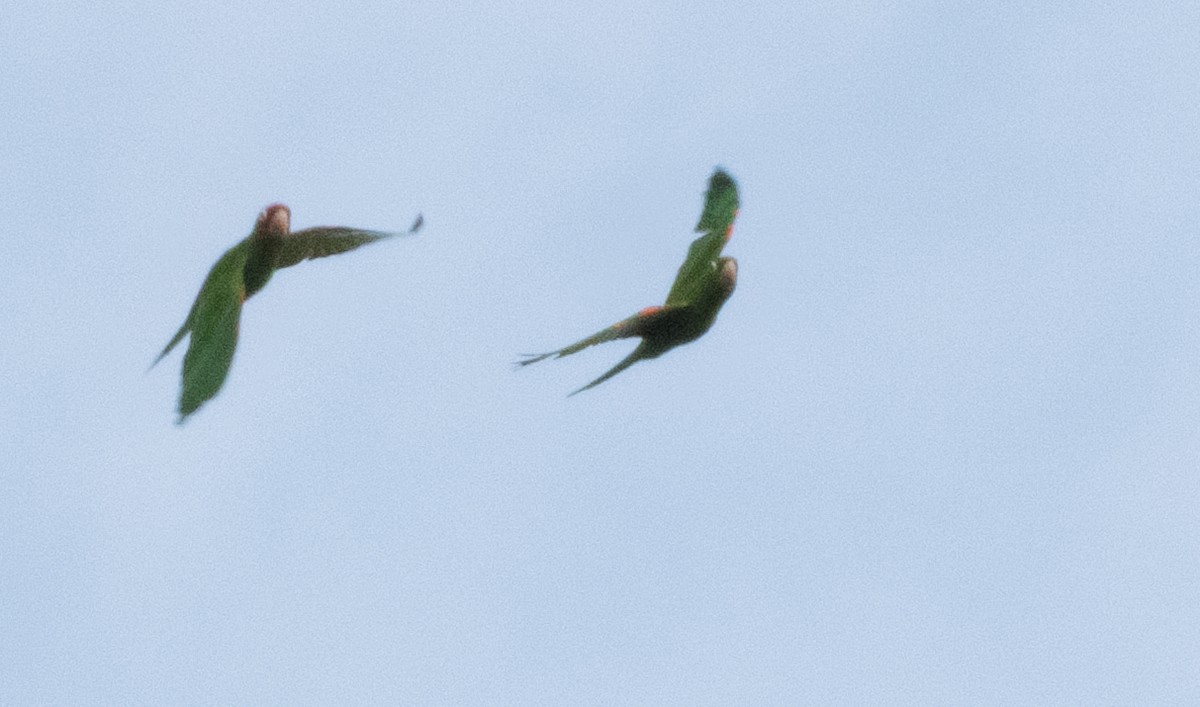 ML644243643 - Red-masked Parakeet - Macaulay Library