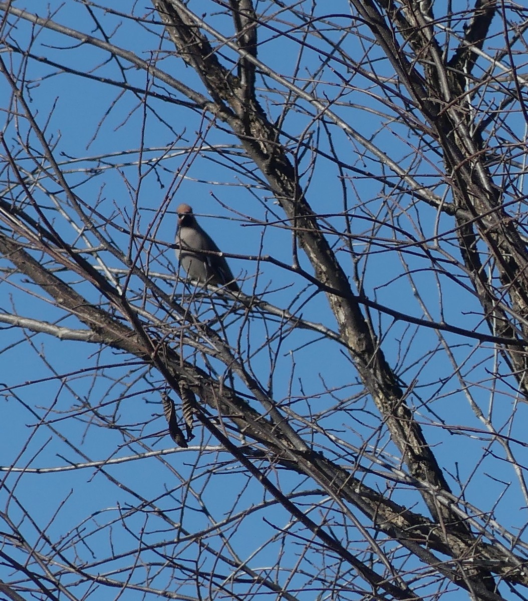 Buztanori boreala - ML644243644