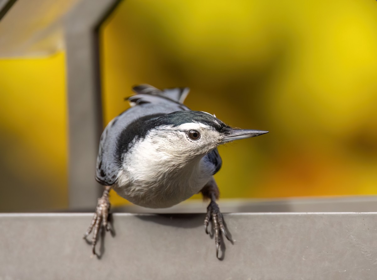 White-breasted Nuthatch - ML644243649