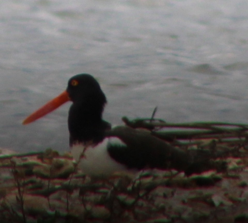 American Oystercatcher - ML644243650