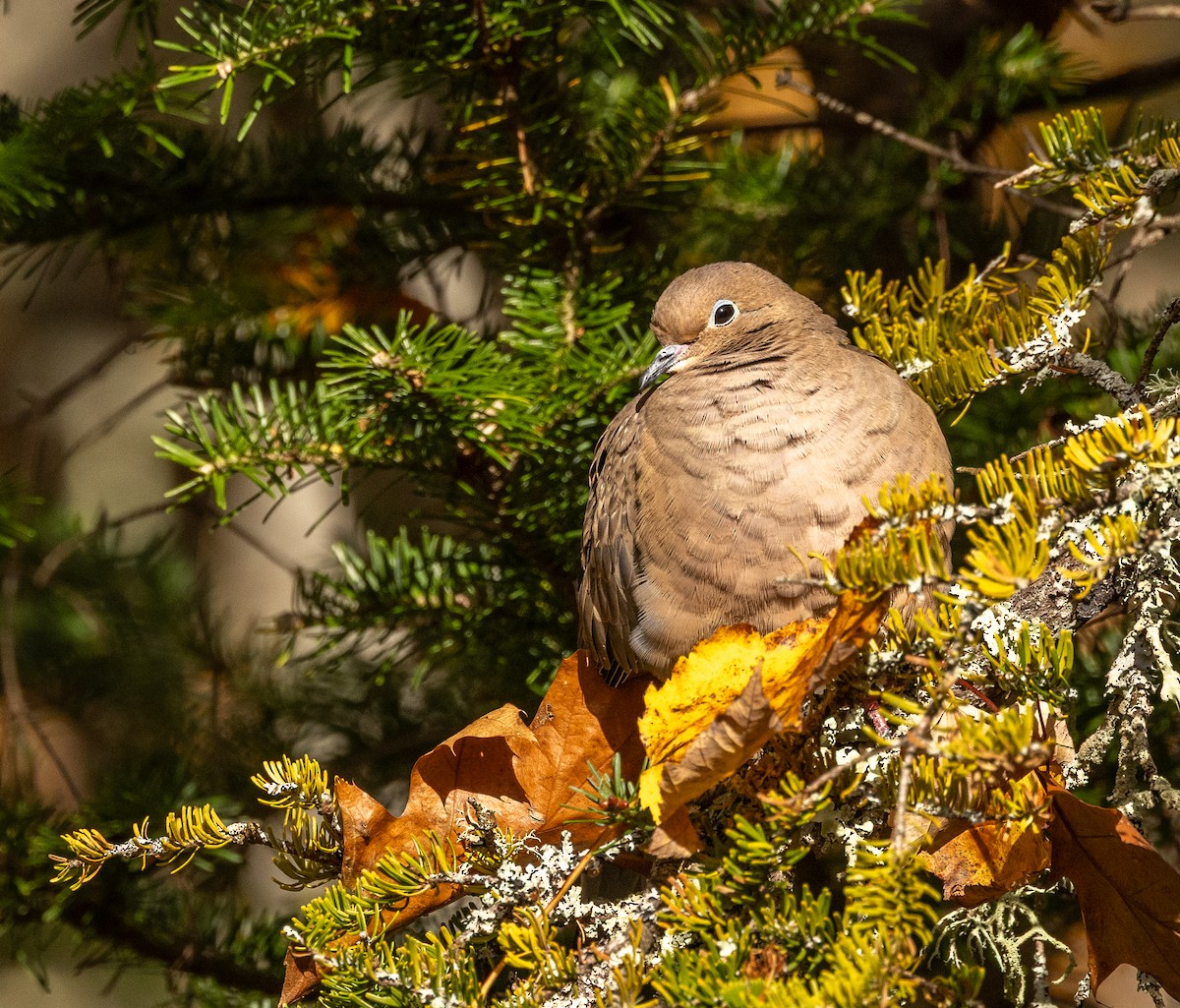 Mourning Dove - ML644243656