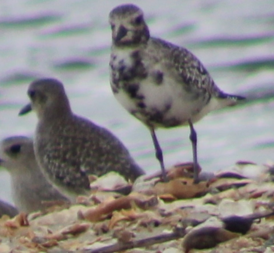 Black-bellied Plover - ML644243664