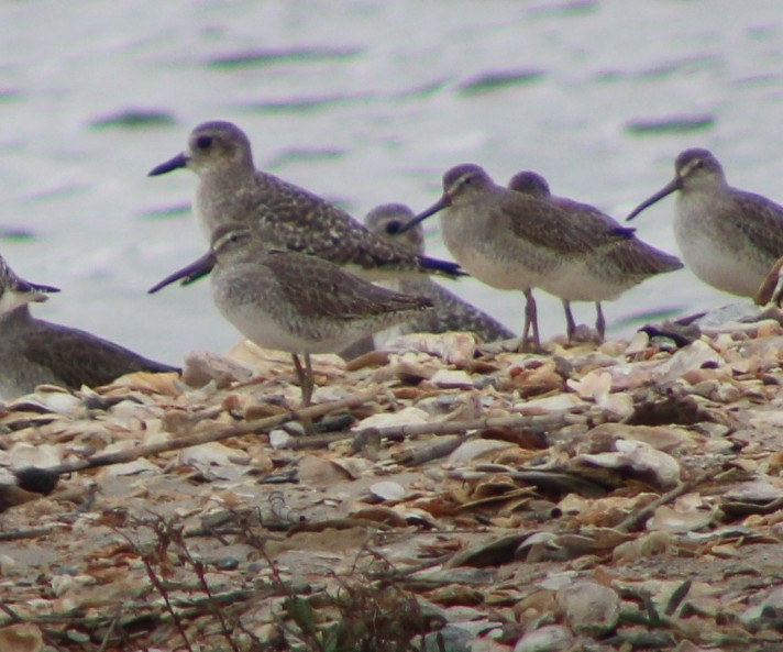 Short-billed Dowitcher - ML644243667