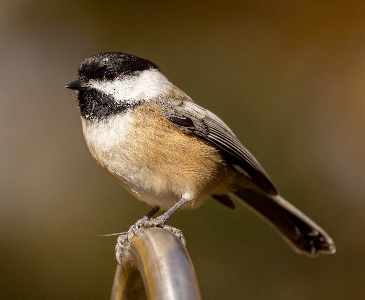 Black-capped Chickadee - ML644243674