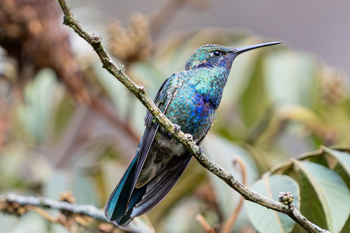 Sparkling Violetear - ML644243675