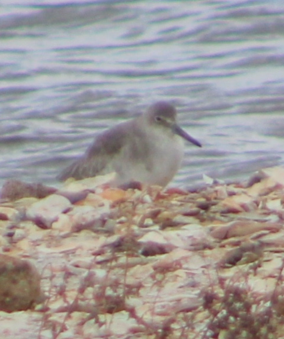 Willet - ML644243689