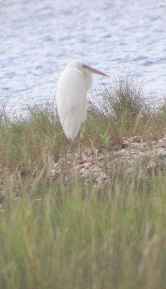Great Blue Heron (Great White) - ML644243696
