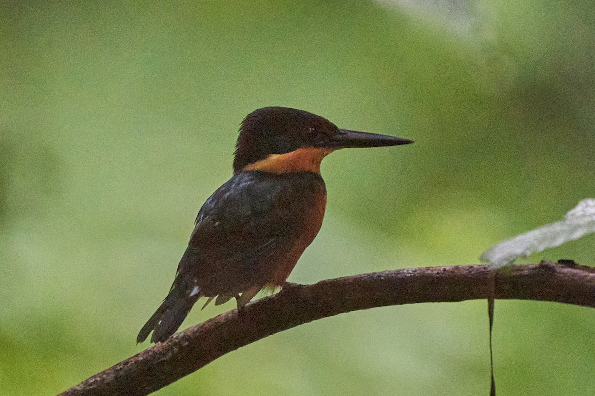 bronseisfugl - ML644243714