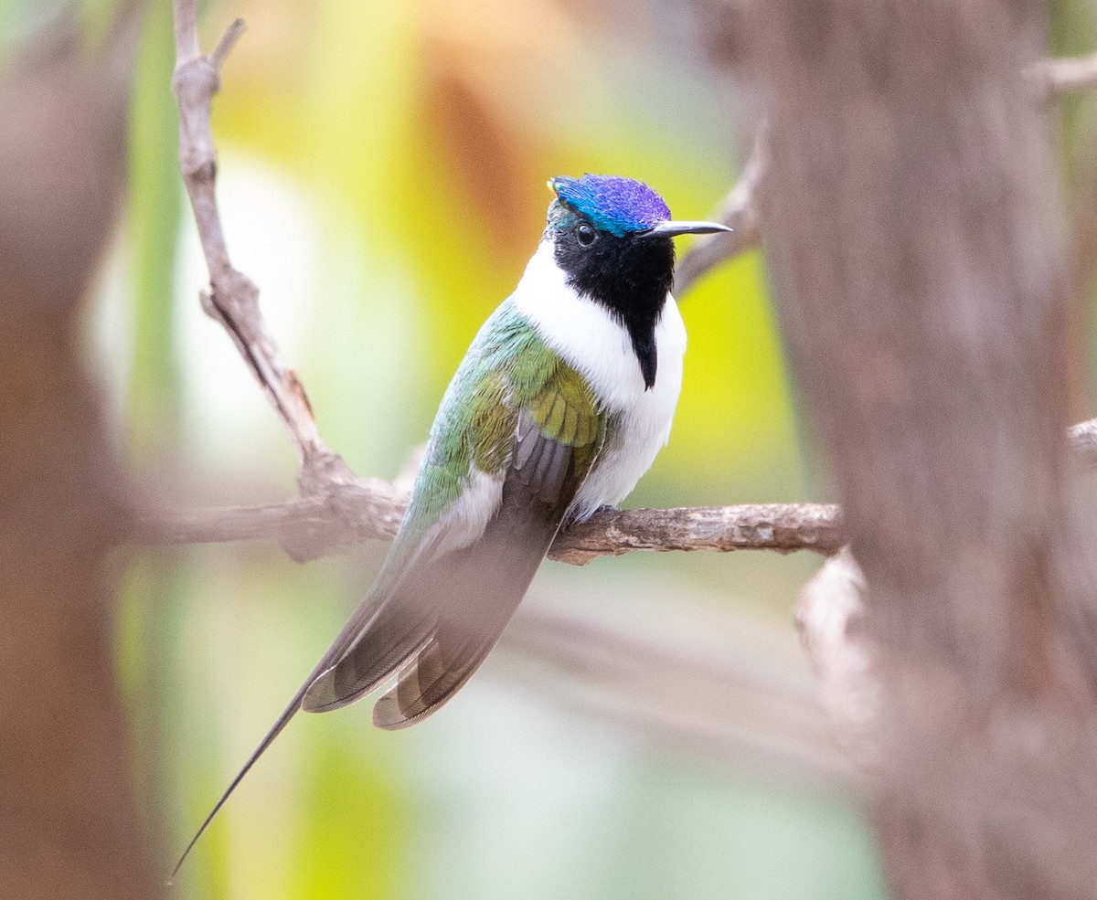 Рогатый колибри - ML644243720