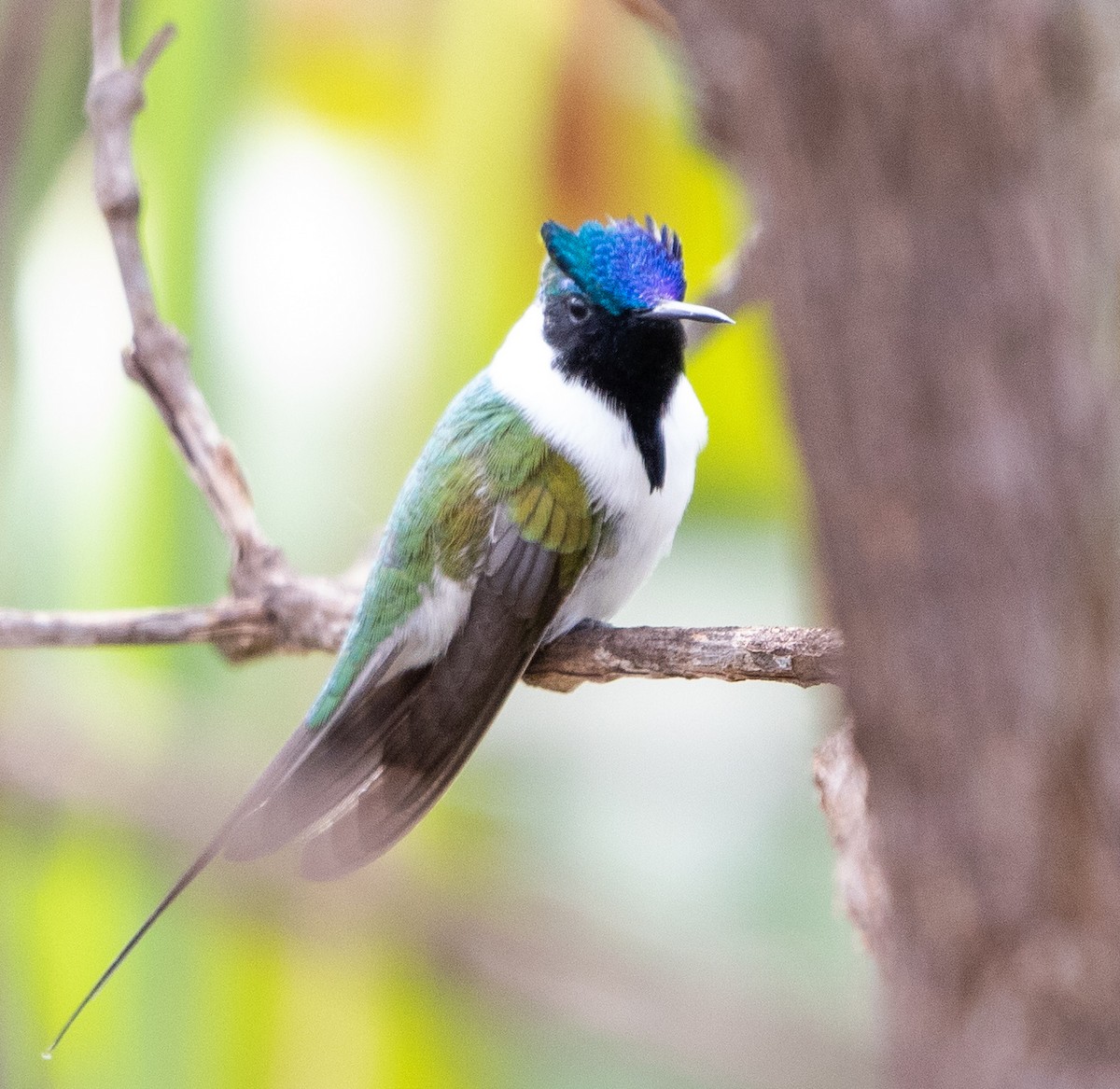 Рогатый колибри - ML644243721