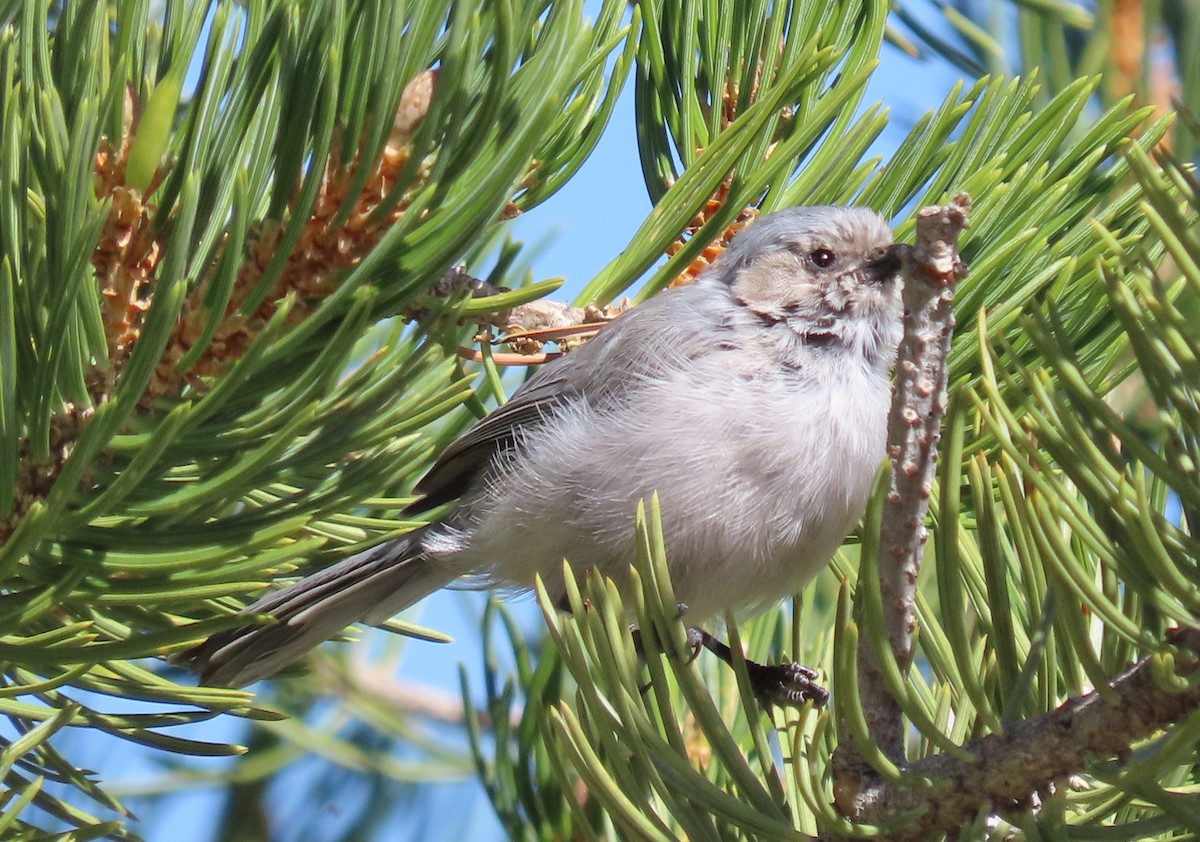 Bushtit - ML644243726