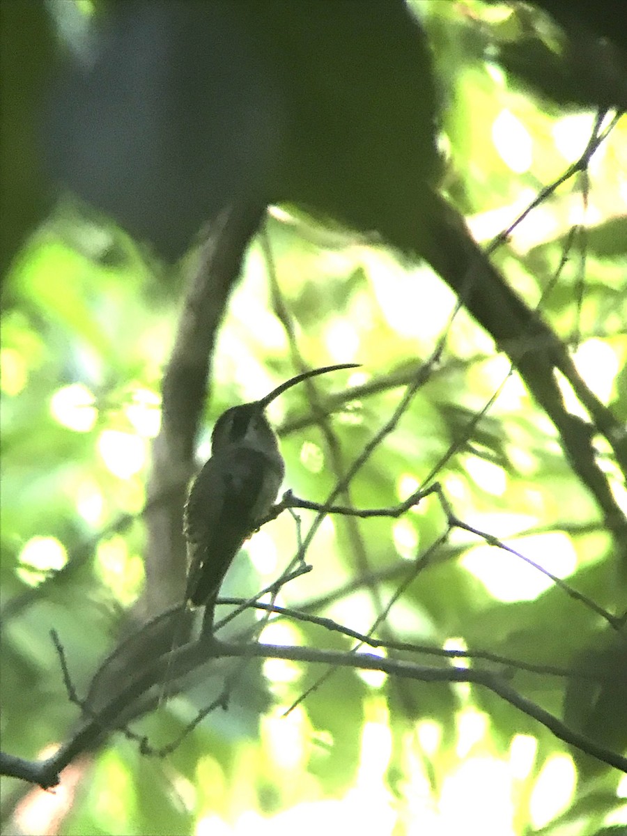 Long-billed Hermit - ML644243736