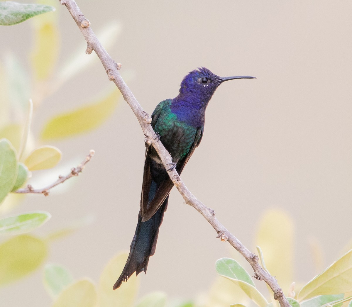 ツバメハチドリ - ML644243741