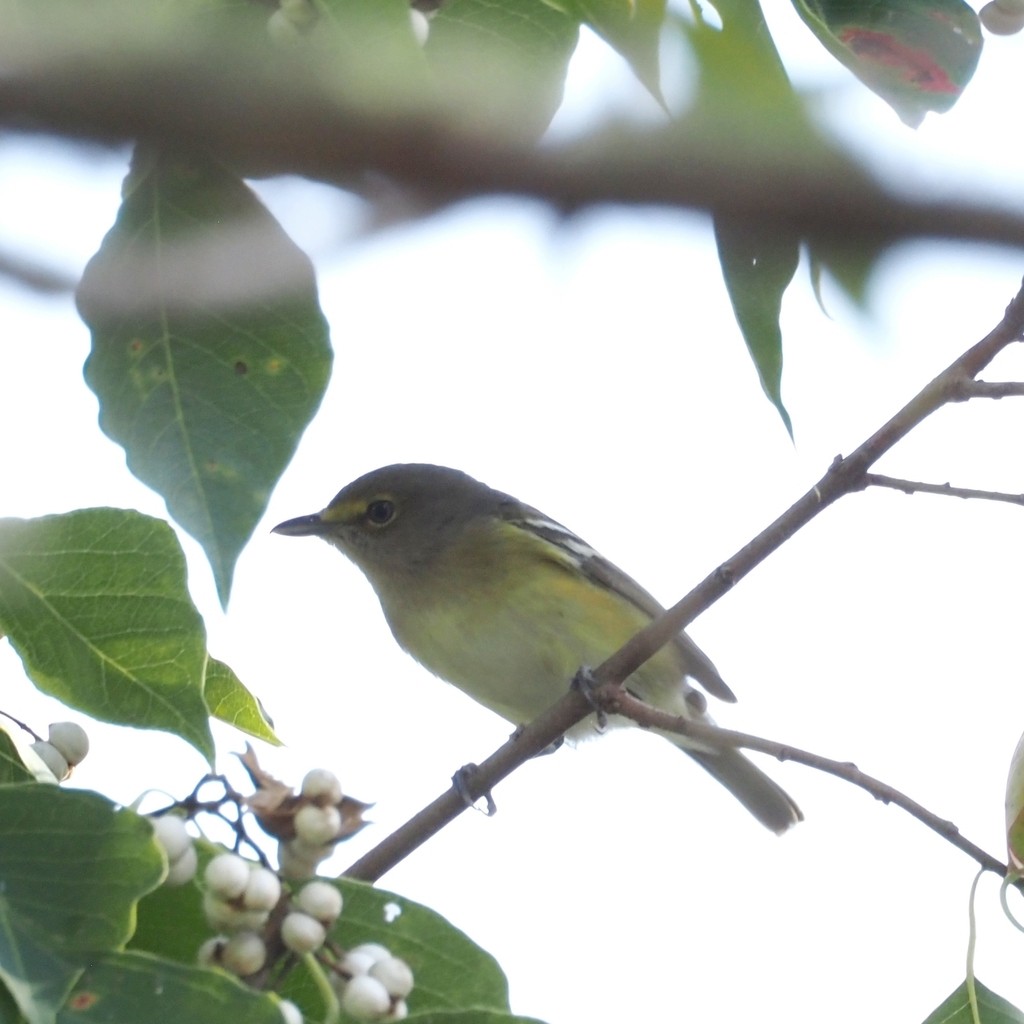 White-eyed Vireo - ML644243763