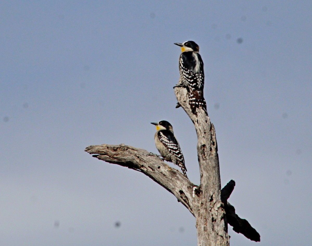 datel kaktusový - ML644243765