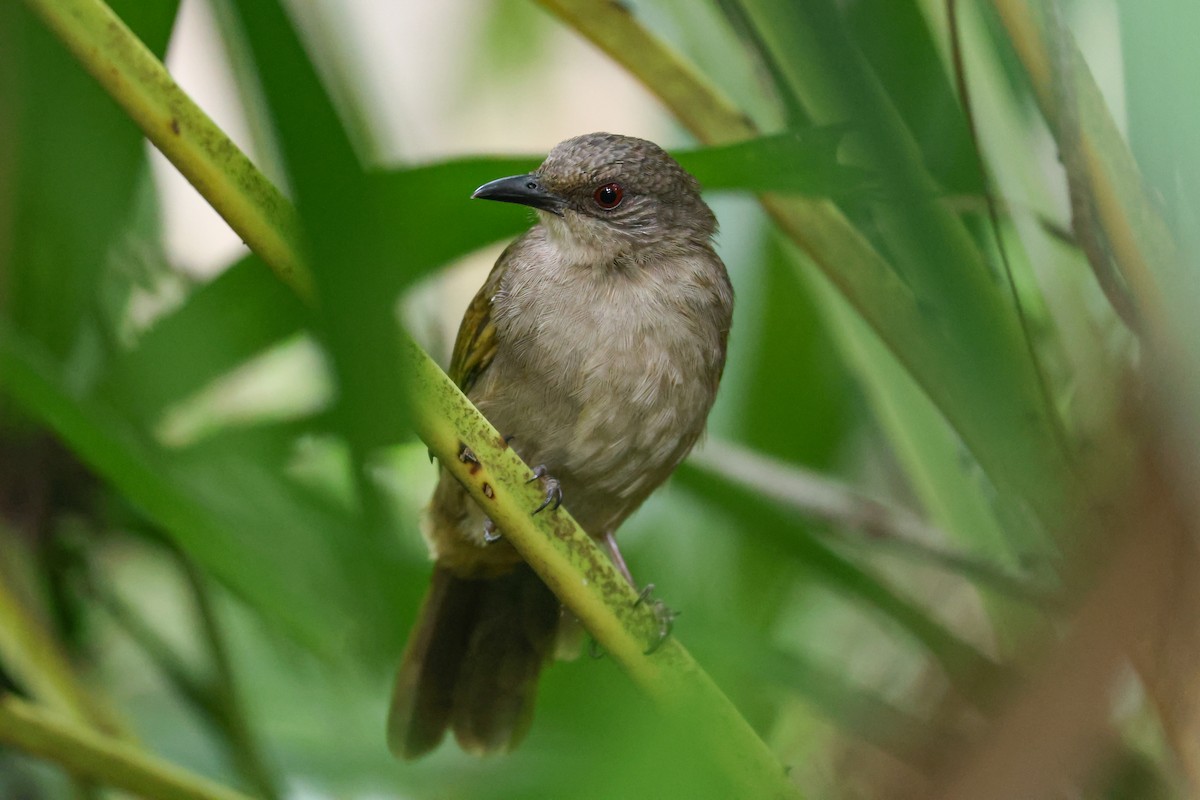 Olive-winged Bulbul - ML644243766