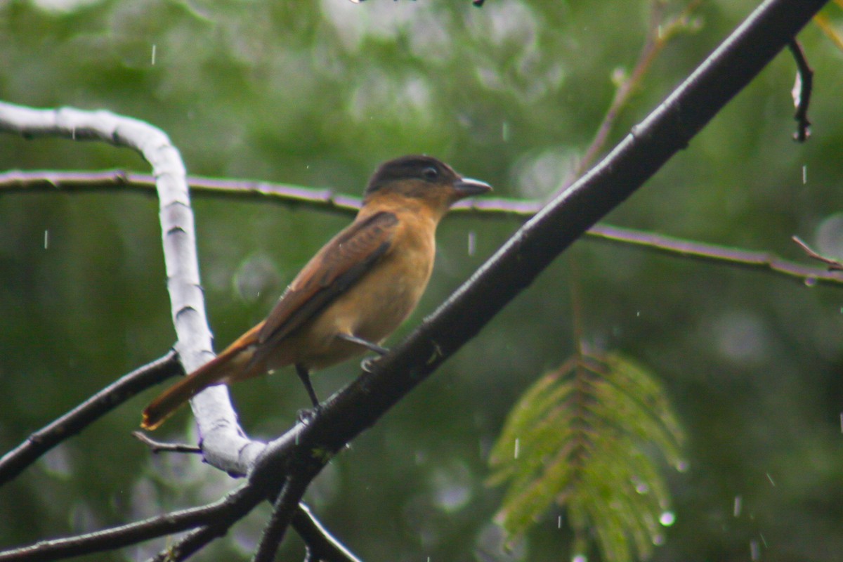 Crested Becard - ML644243776