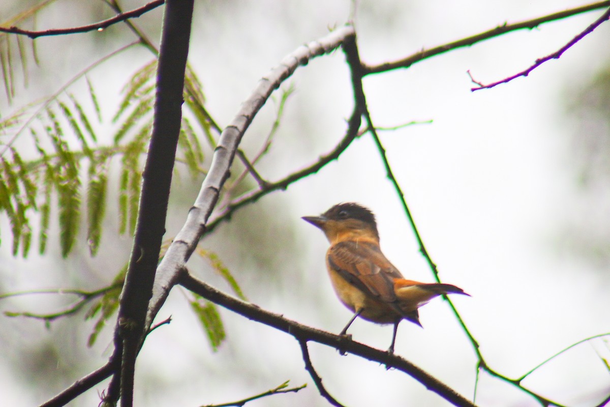 Crested Becard - ML644243777