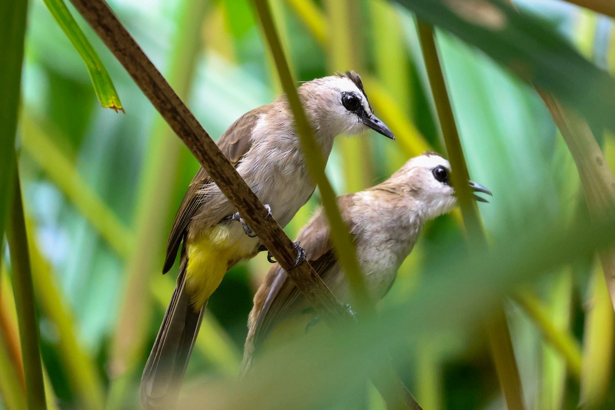Yellow-vented Bulbul - ML644243780