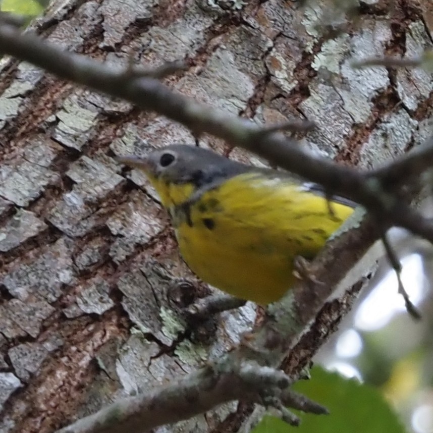 Magnolia Warbler - ML644243793