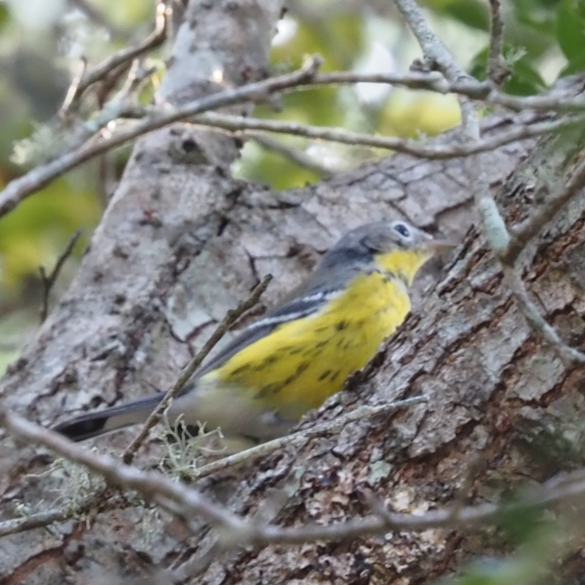 Magnolia Warbler - ML644243794