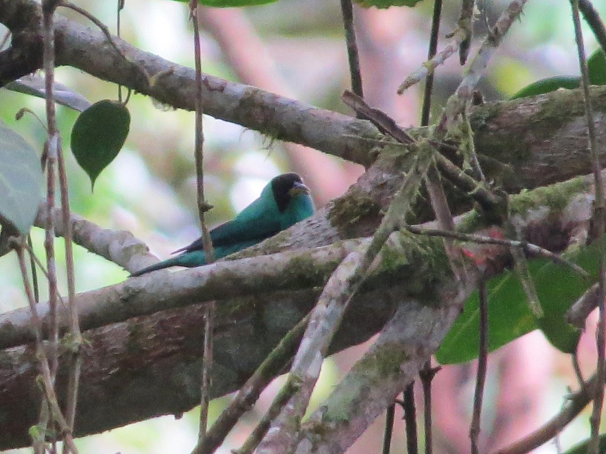 Kappennaschvogel - ML644243799