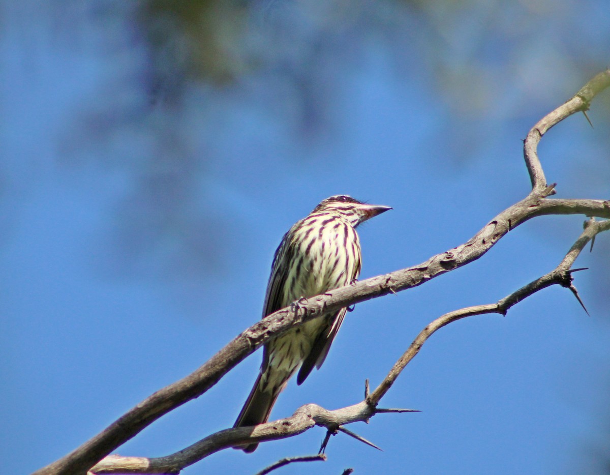 Streaked Flycatcher - ML644243812